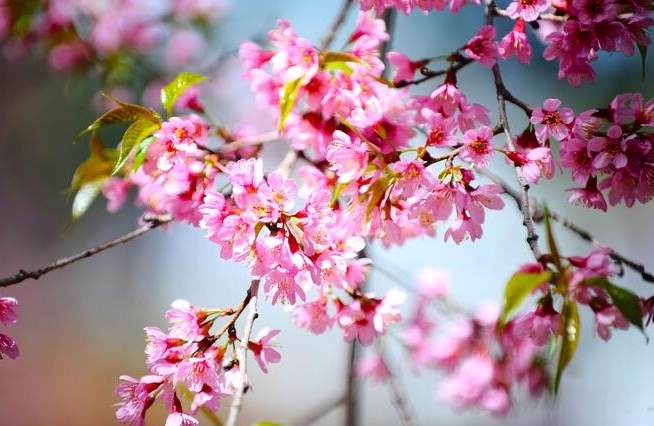 Lịch chi tiết 24 tiết khí năm 2026