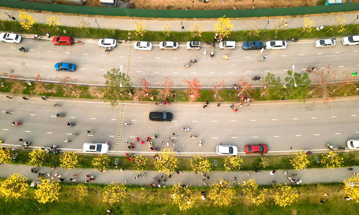 Người Hà Nội mang thang 'săn ảnh' đường hoa phong linh nở vàng rực rỡ