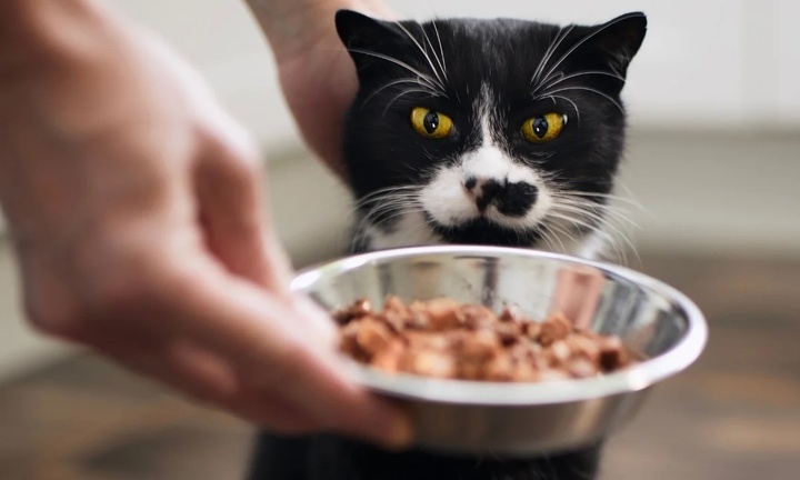 Chàng trai kiếm được 600 triệu đồng dịp Tết nhờ dịch vụ cho mèo ăn