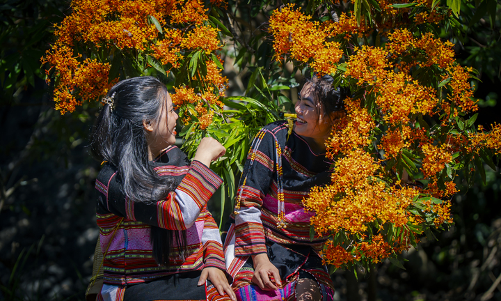 Hoa trang rừng nở rộ - 'nàng thơ' của đại ngàn Gia Lai thức giấc