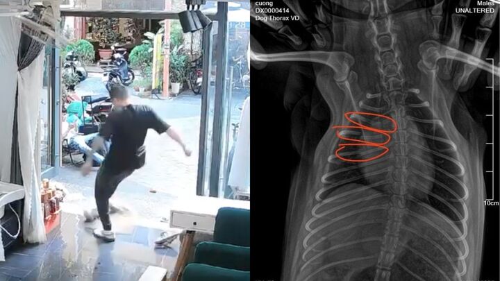 Clip du khách nước ngoài đá gãy xương chú chó ở Đà Nẵng khiến dân mạng phẫn nộ