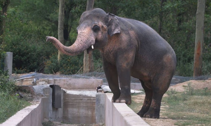 Cuộc giải cứu chú voi cô đơn nhất thế giới bị cầm tù 35 năm bên hài cốt bạn đời 