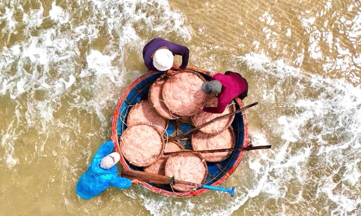 Ruốc đỏ au xuất hiện dày đặc ở vùng biển gần bờ, ngư dân bội thu