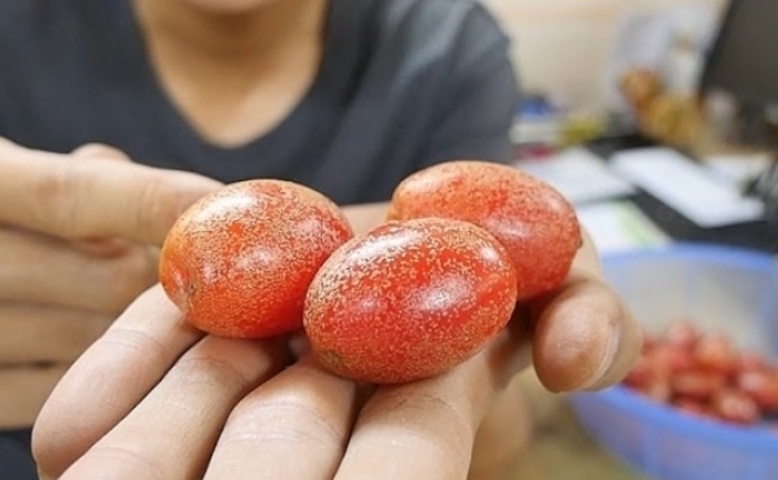 Công dụng của cây nhót