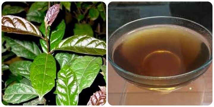 Uống cây xạ đen có tác dụng gì?