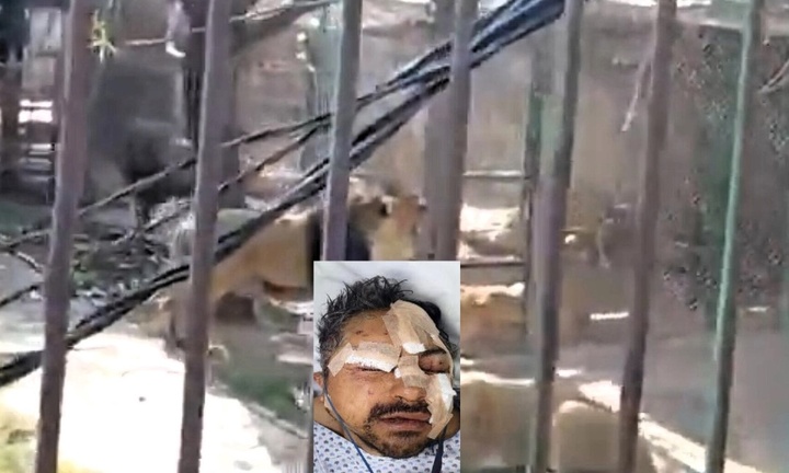 Say rượu thả 6 con sư tử khỏi chuồng, người đàn ông nhận cái kết đau đớn