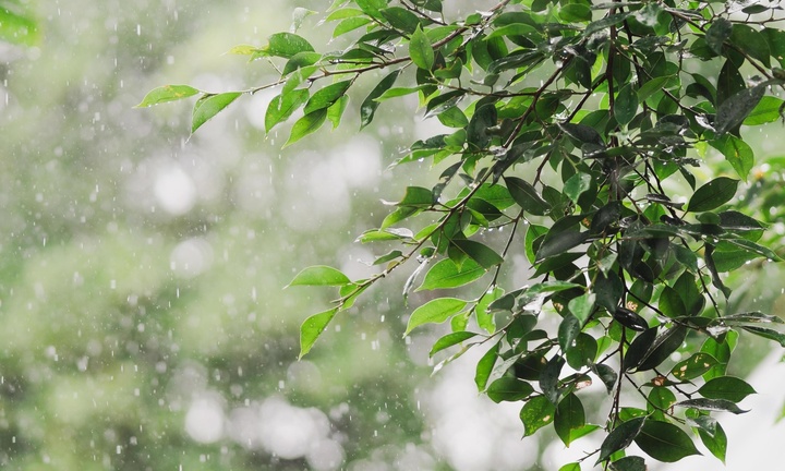 Tiết Cốc vũ 2026 bắt đầu từ ngày nào, có đặc điểm gì?