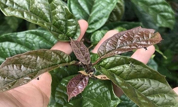 Những người tuyệt đối không nên uống nước xạ đen