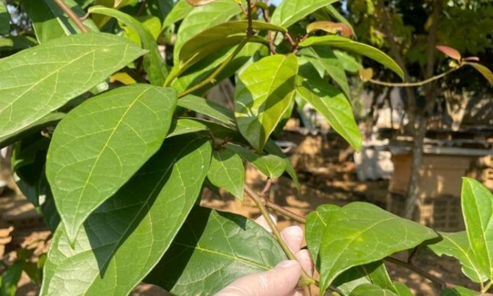 Bài thuốc từ cây xạ đen