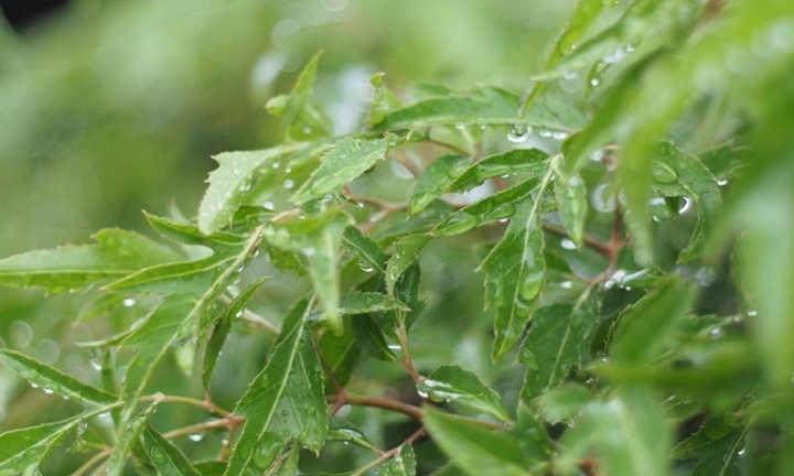 Bài thuốc từ cây đinh lăng