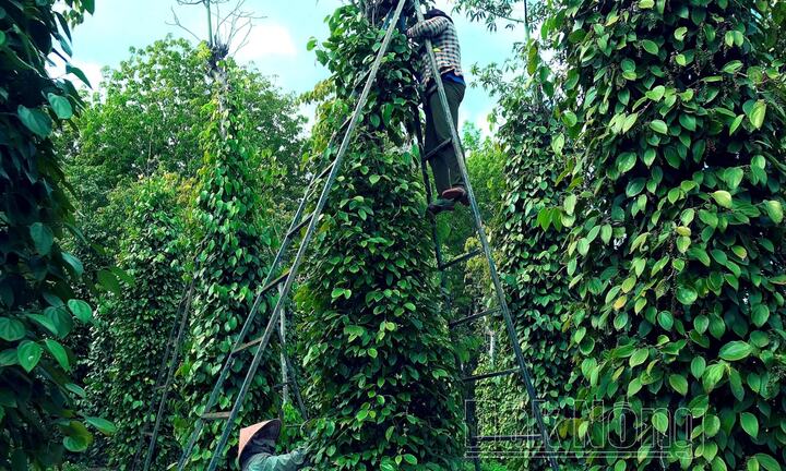 'Đỏ mắt' tìm nhân công hái hồ tiêu ở Đắk Lắk, trái chín rụng đầy vườn
