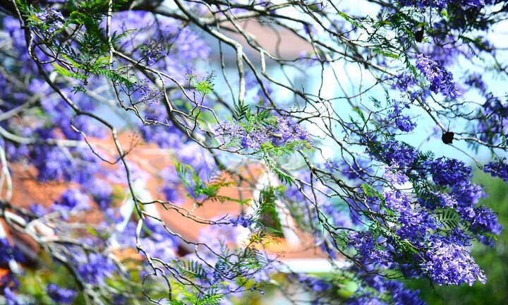 Ngắm Đà Lạt tím biếc trong nắng tháng Ba