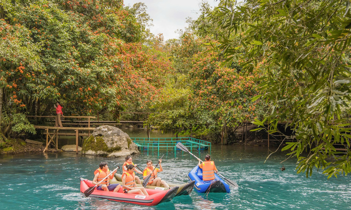 Mùa vàng anh 'thắp nắng' giữa Phong Nha - Kẻ Bàng