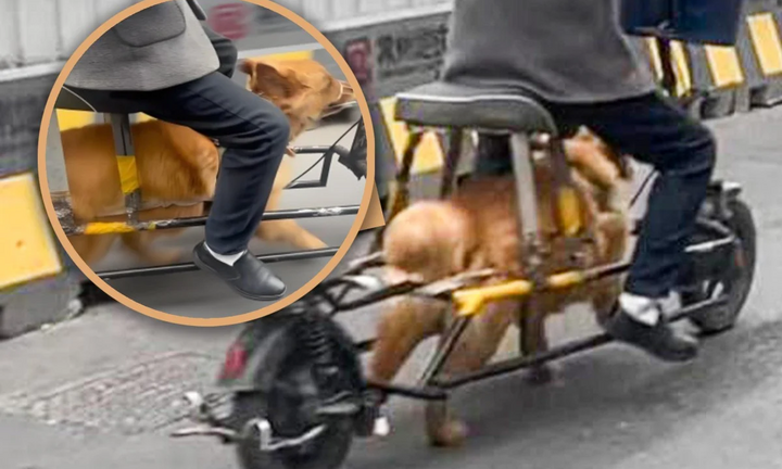Cảnh người đàn ông quất roi bắt chó kéo xe chở mình khiến dân mạng phẫn nộ