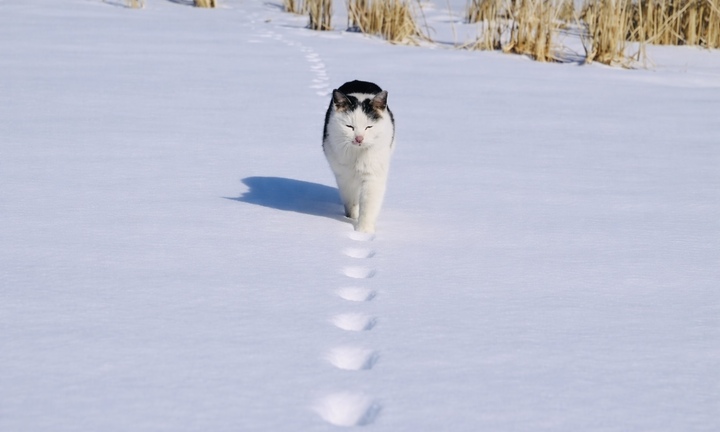 Bức ảnh triệu like khiến dân mạng tranh cãi 'nảy lửa': Mèo đi bằng 2 hay 4 chân?