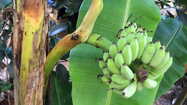 Án mạng từ buồng chuối bị chặt ở Hưng Yên