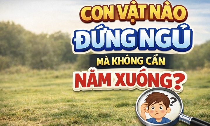 Loài vật nào có thể đứng ngủ mà không cần nằm xuống?