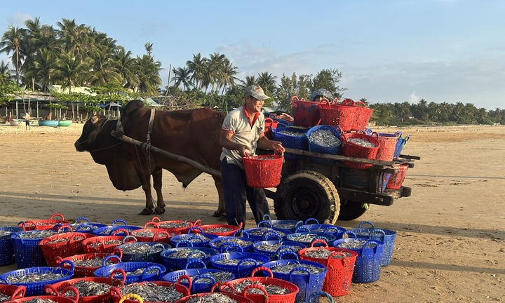 Nhọc nhằn gánh cá, kéo xe bò mưu sinh lúc bình minh, chạng vạng ở biển Đắk Lắk