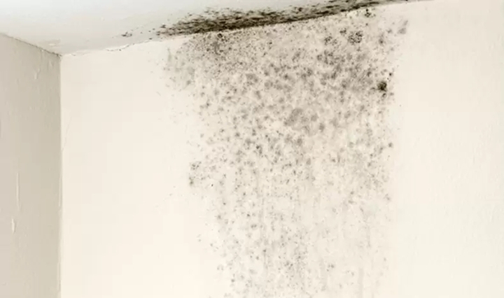 Tường bị mốc đen: Nguyên nhân và cách xử lý hiệu quả