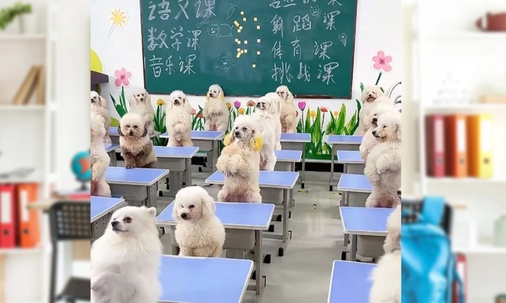 Cô gái gây tranh cãi khi chi 45 triệu đồng/tháng cho chó đi học 