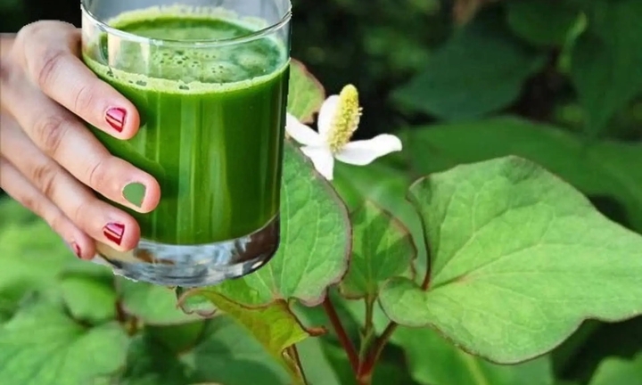 Uống nước rau diếp cá mỗi ngày có tốt?