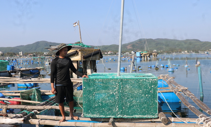 Nuôi thuỷ sản tự phát, ‘thủ phủ tôm hùm’ Đắk Lắk nhận rủi ro gấp đôi sau bão