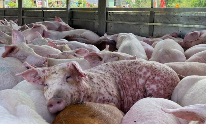 Thịt lợn nhiễm dịch tả châu Phi có an toàn khi nấu chín?