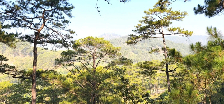 Lâm Đồng chỉ đạo kiểm tra xác định nguyên nhân giảm hơn 17.000 ha rừng