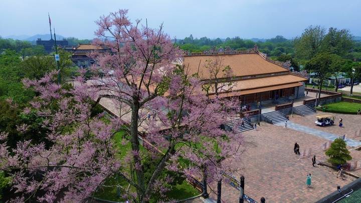 'Vương giả chi hoa' khoe sắc hồng tím trong Hoàng cung Huế