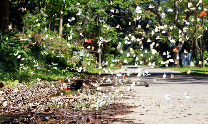 Mãn nhãn hàng triệu cánh bướm bay rợp lối rừng Cúc Phương