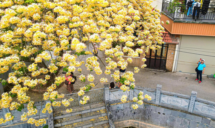 Hoa bún bung nở, phủ vàng góc trời Hà Nội