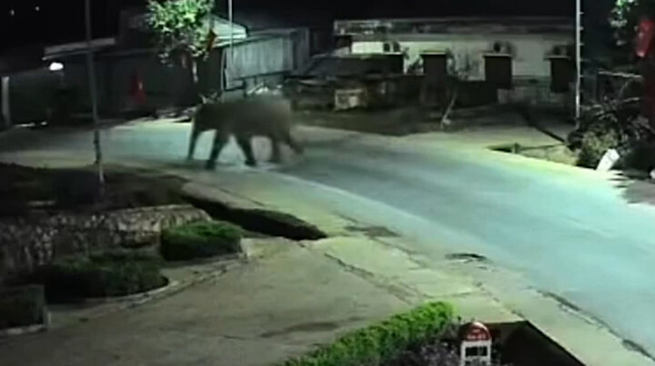 Voi rừng phá rào thép vào trường học, thầy cô dặn học sinh ở yên trong phòng