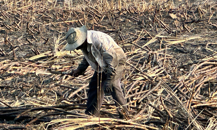 Hàng trăm hectare mía ở Đắk Lắk bị 'bà hỏa' thiêu rụi, nông dân lao đao