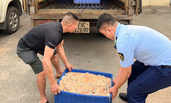 Hơn nửa tấn lòng lợn bốc mùi hôi thối suýt bị tuồn vào thị trường