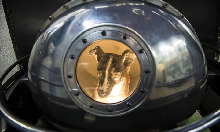 Chuyện cảm động về chó Laika được gửi vào vũ trụ và không bao giờ trở về