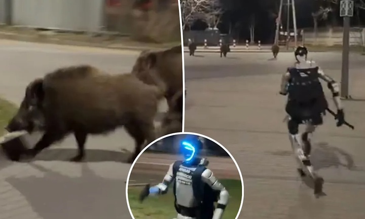 Clip robot hình người truy đuổi đàn lợn rừng gây bão mạng xã hội