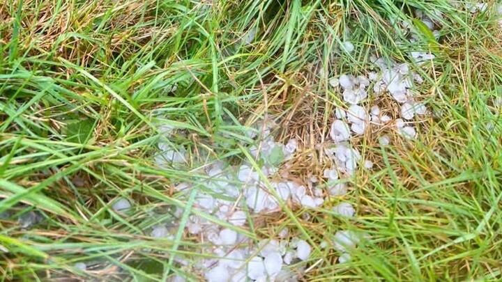 Mưa đá tàn phá dâu tây, cà phê ở vùng cao Quảng Ngãi