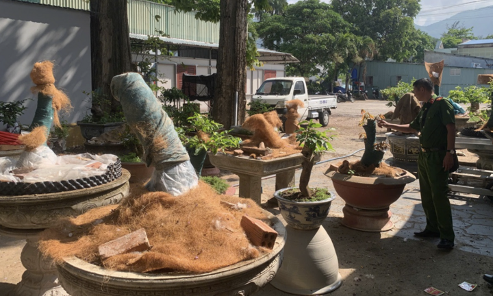 Diễn biến mới vụ 42 cây mai bị tịch thu ở Côn Đảo: Trả lại 21 gốc cho chủ sở hữu