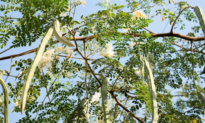 Loài cây quen thuộc có thể lọc tới 98% vi nhựa trong nước