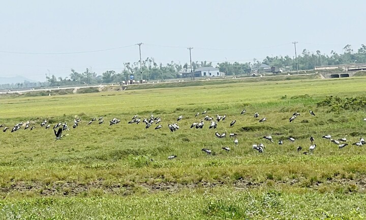 Hàng nghìn con cò nhạn quý hiếm sà xuống cánh đồng ở Hà Tĩnh