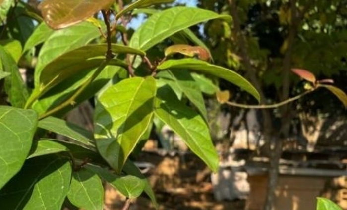 Cây xạ đen có tác dụng gì và những ai tuyệt đối không nên dùng?