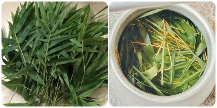 Uống nước lá tre gai có tác dụng gì?