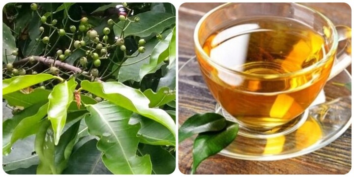 Nên uống nước lá vối khô hay tươi?
