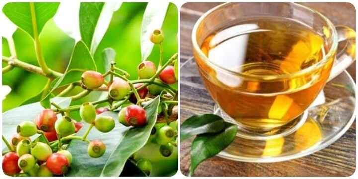 Bài thuốc chữa bệnh từ lá vối