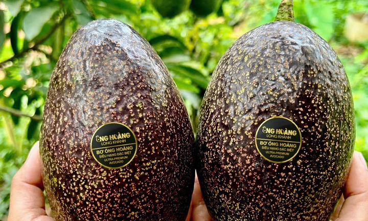 Bơ 160.000 đồng/kg vẫn ‘cháy hàng’, khách muốn mua phải đặt trước cả tháng