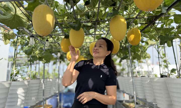 Mê mẩn với khu vườn trên sân thượng, trĩu quả 'ăn quanh năm không hết'