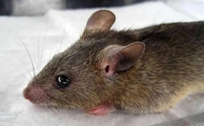 Bộ Y tế cảnh báo khẩn về loại virus lây từ chuột sau chùm ca tử vong trên tàu du lịch
