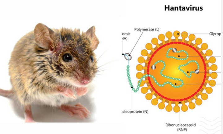 Có thể gây tử vong, virus Hanta ủ bệnh và lây truyền thế nào?