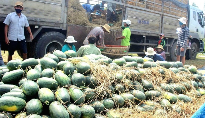 Thương lái tới tận ruộng mua dưa hấu, nông dân Đà Nẵng quẳng nỗi lo 'giải cứu'