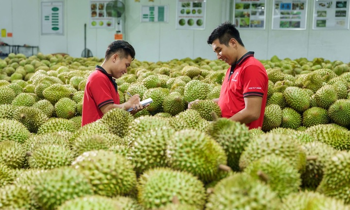 Không để kiểm nghiệm, mã số vùng trồng làm nghẽn xuất khẩu sầu riêng
